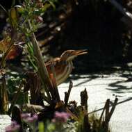 Image of Least Bittern