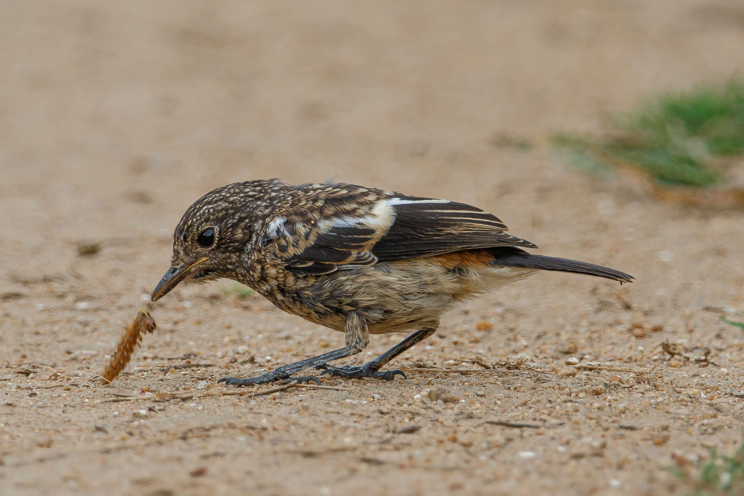 Image of Pied Bush Chat