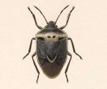 Image of Cosmopepla binotata Distant 1889