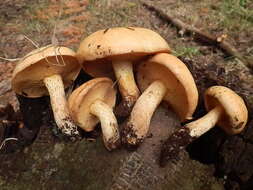 Image of Suillus kaibabensis Thiers 1976