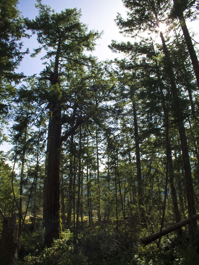 Image of western hemlock