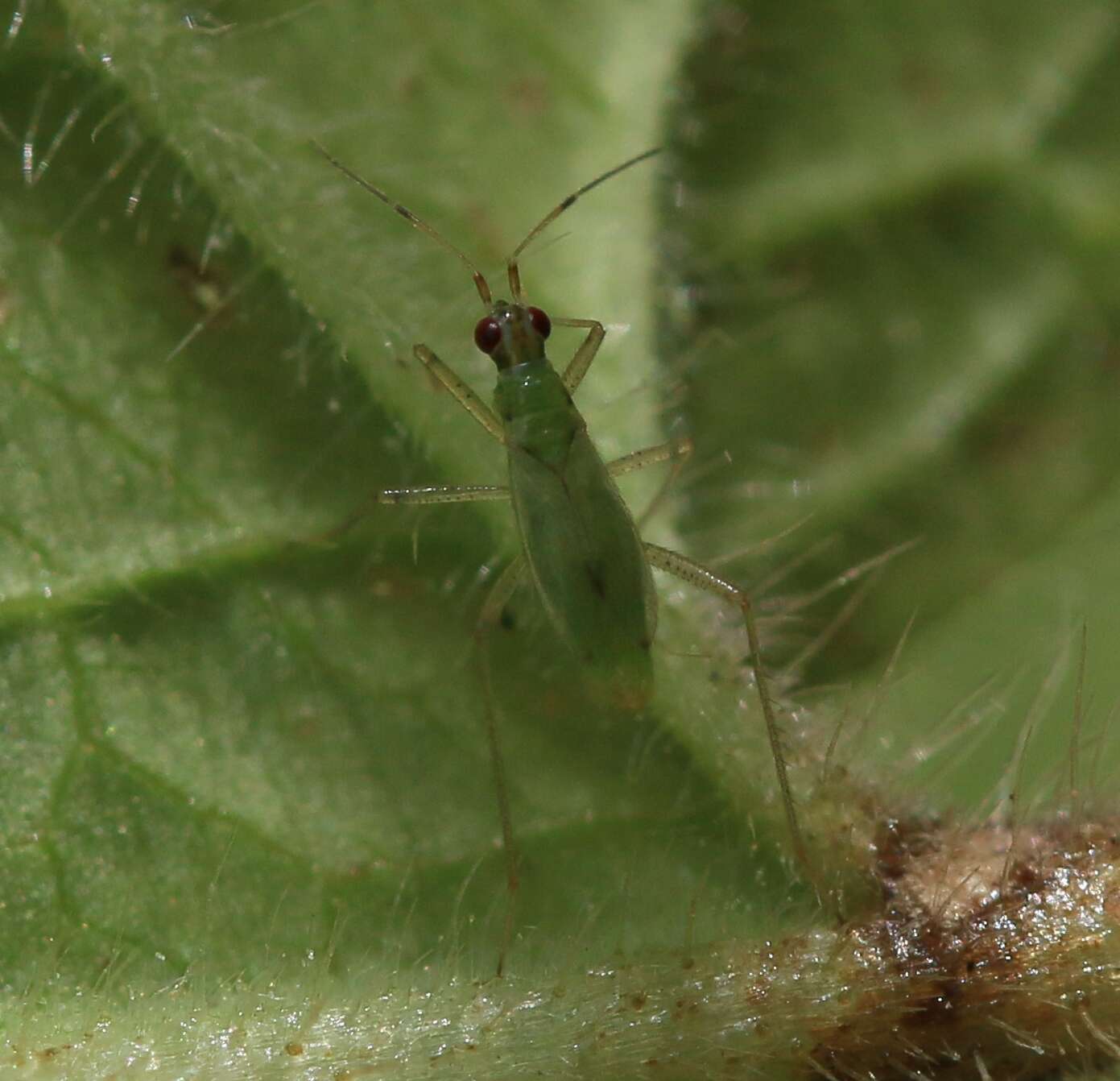 Image of Dicyphus stachydis J. Sahlberg 1878