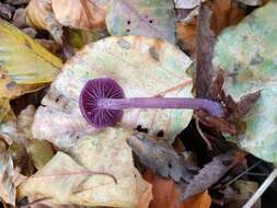 Image of Laccaria amethystina Cooke 1884