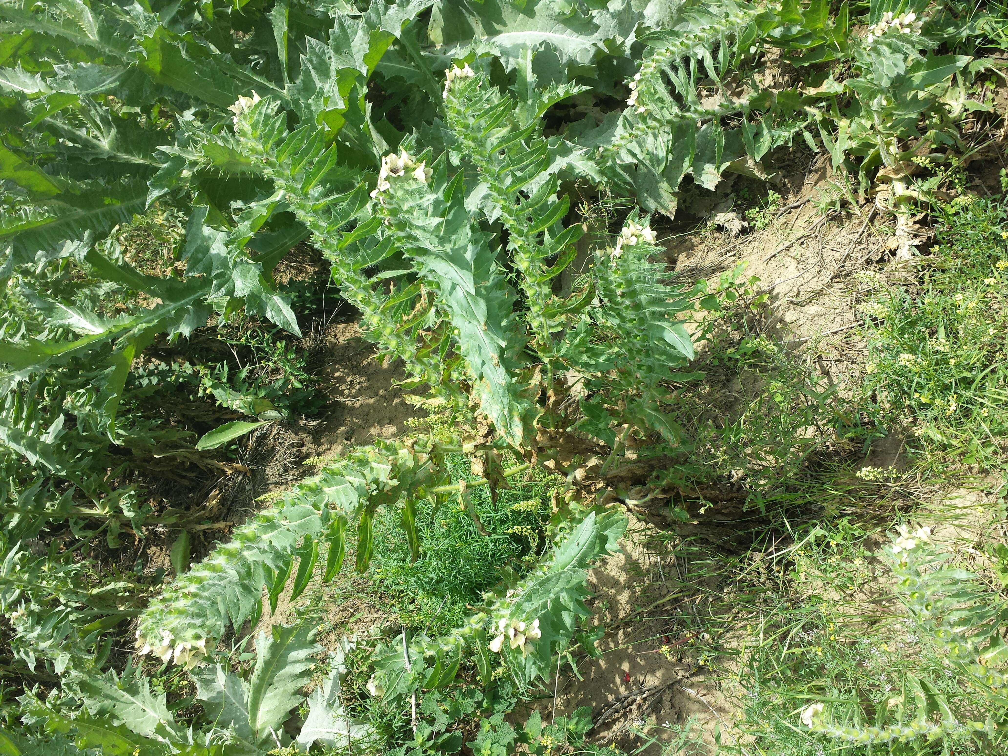 Image of black henbane