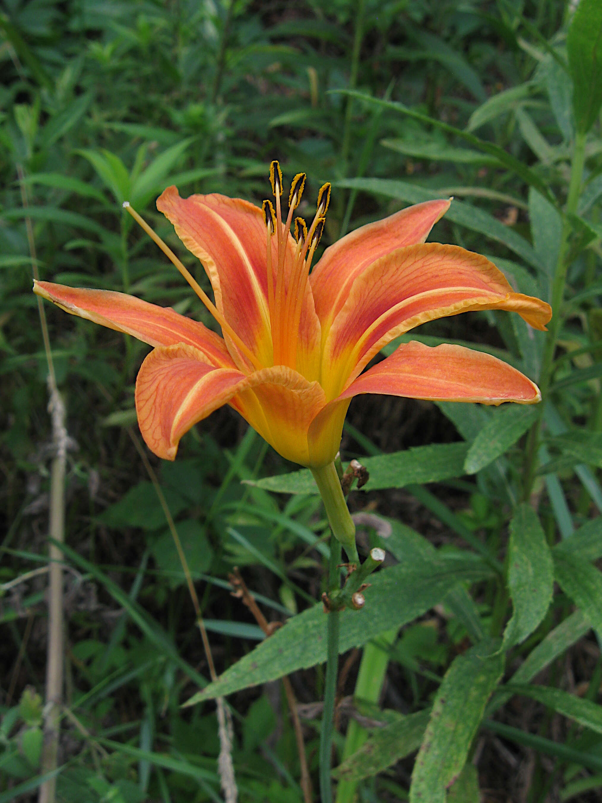 Image of orange daylily