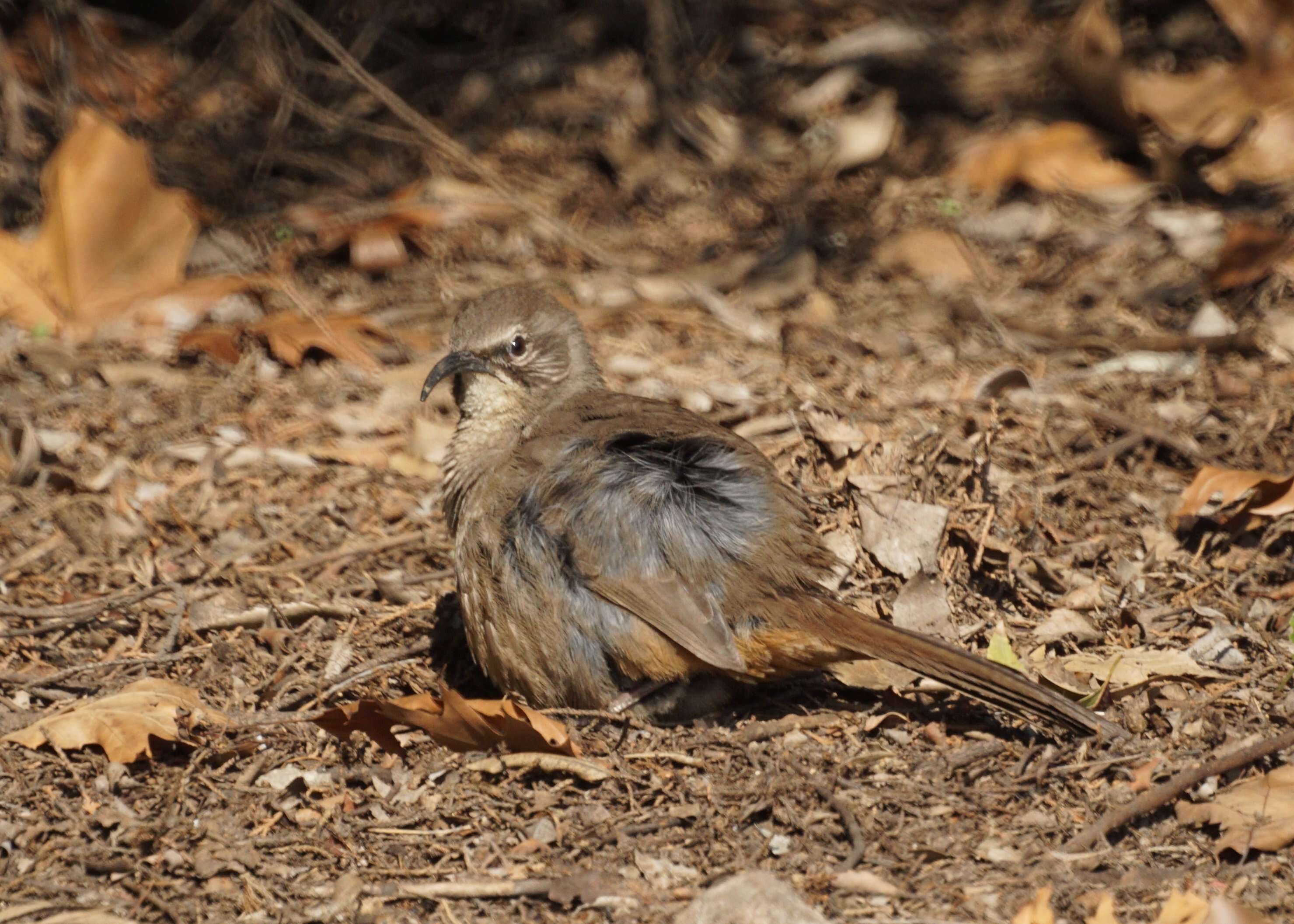 Imagem de Toxostoma redivivum (Gambel 1845)