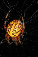 Image of Angulate & Roundshouldered Orbweaver