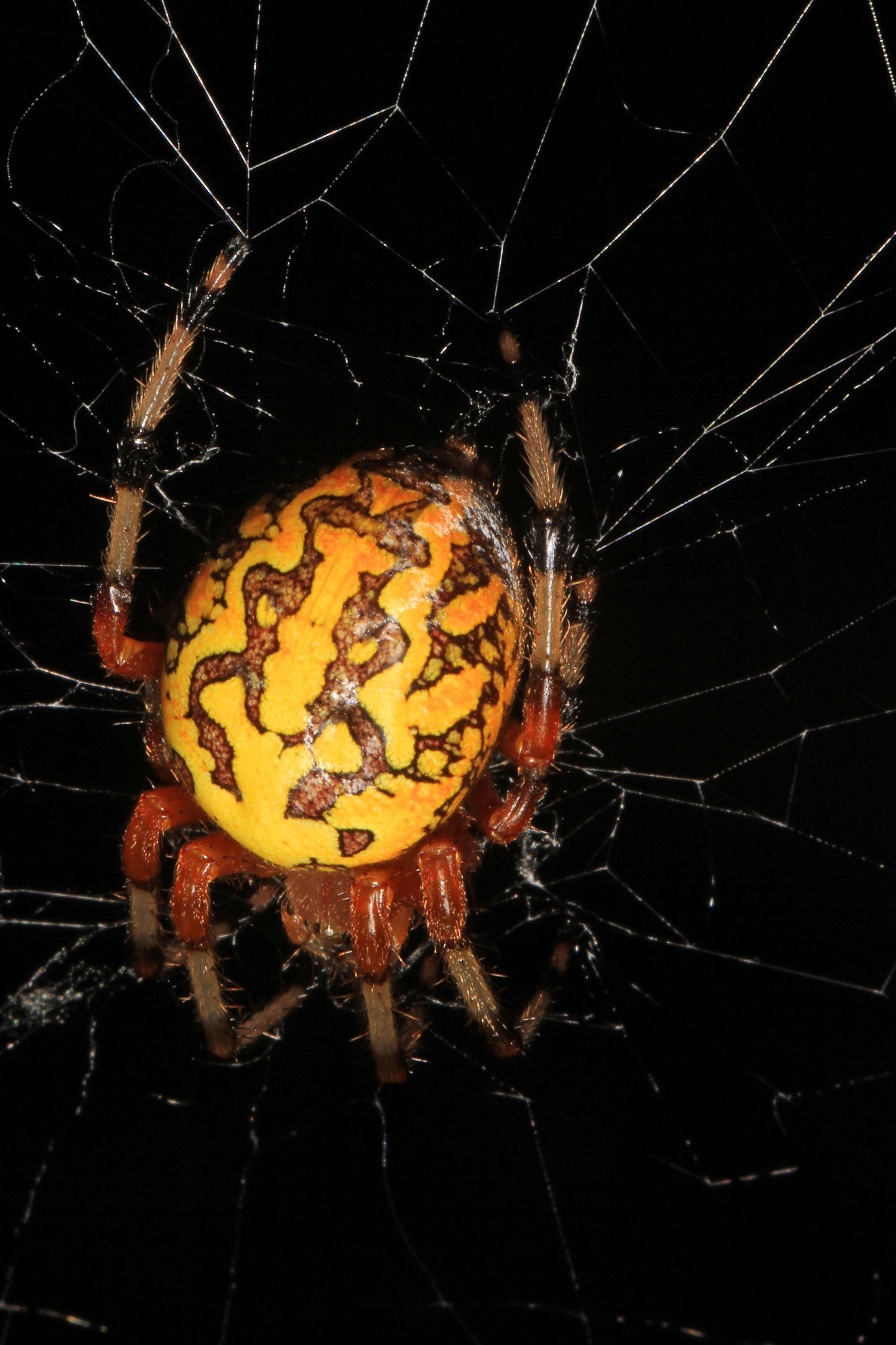 Image of Angulate & Roundshouldered Orbweaver