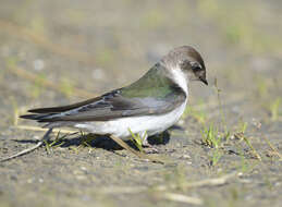 Image of Violet-green Swallow