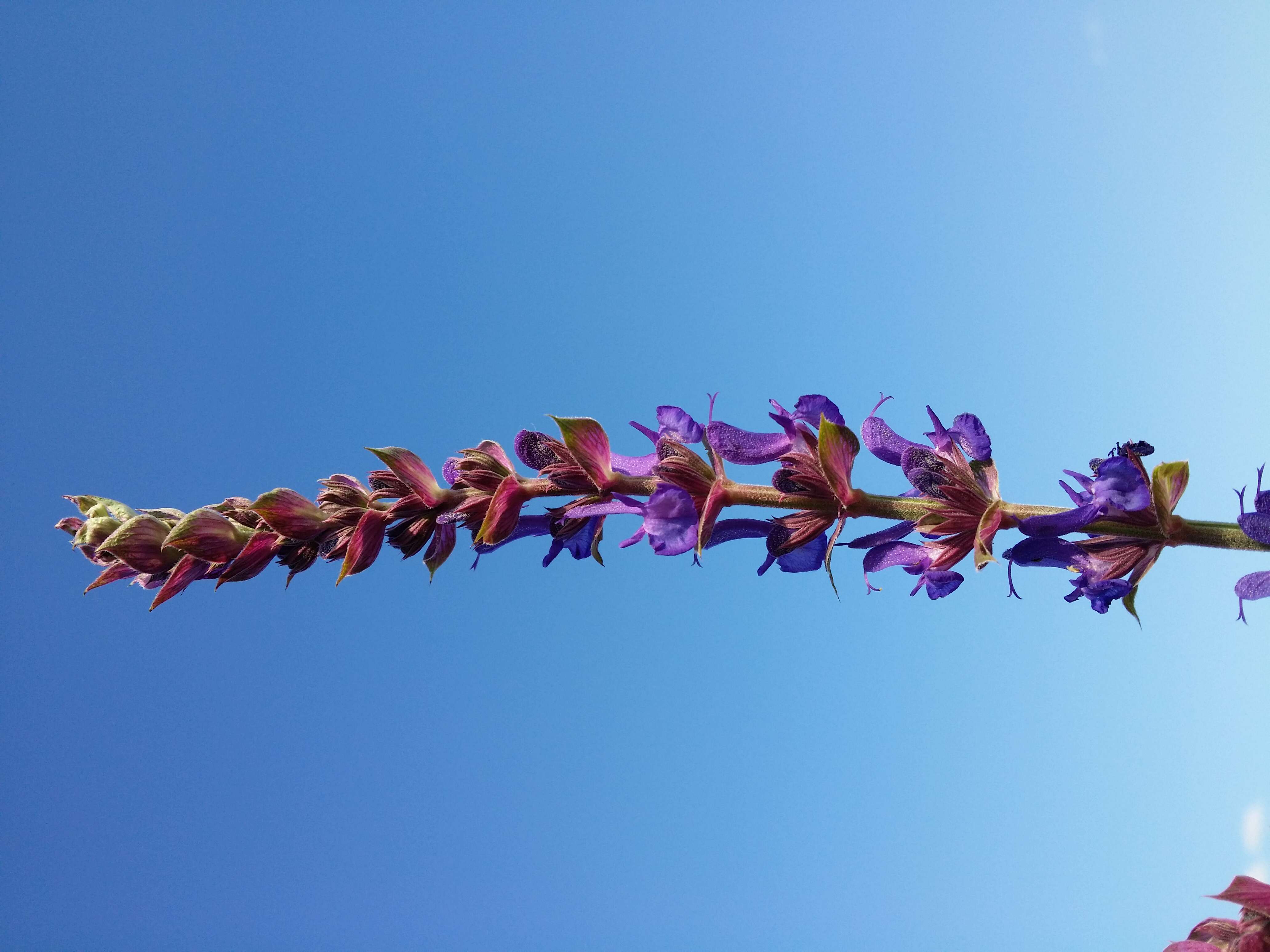 Imagem de Salvia nemorosa L.