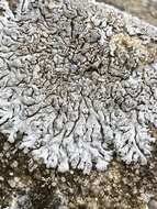 Image of Blue-gray rosette lichen