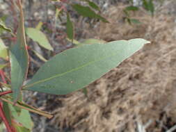 Image of Eucalyptus cernua Brooker & Hopper