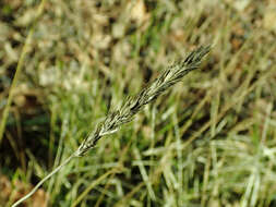 Image of autumn moor grass