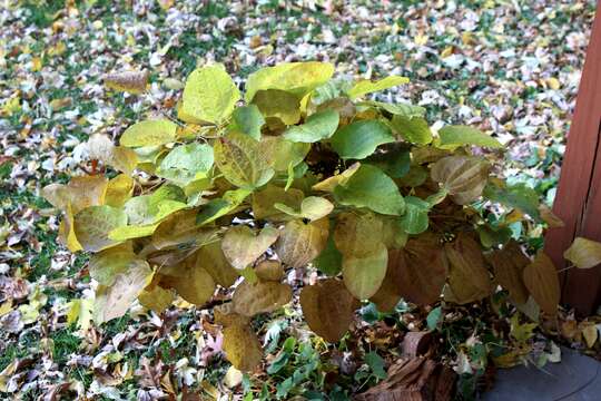 Smilax herbacea L. resmi