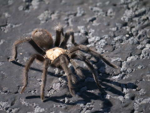 Image of Texas Brown Tarantula