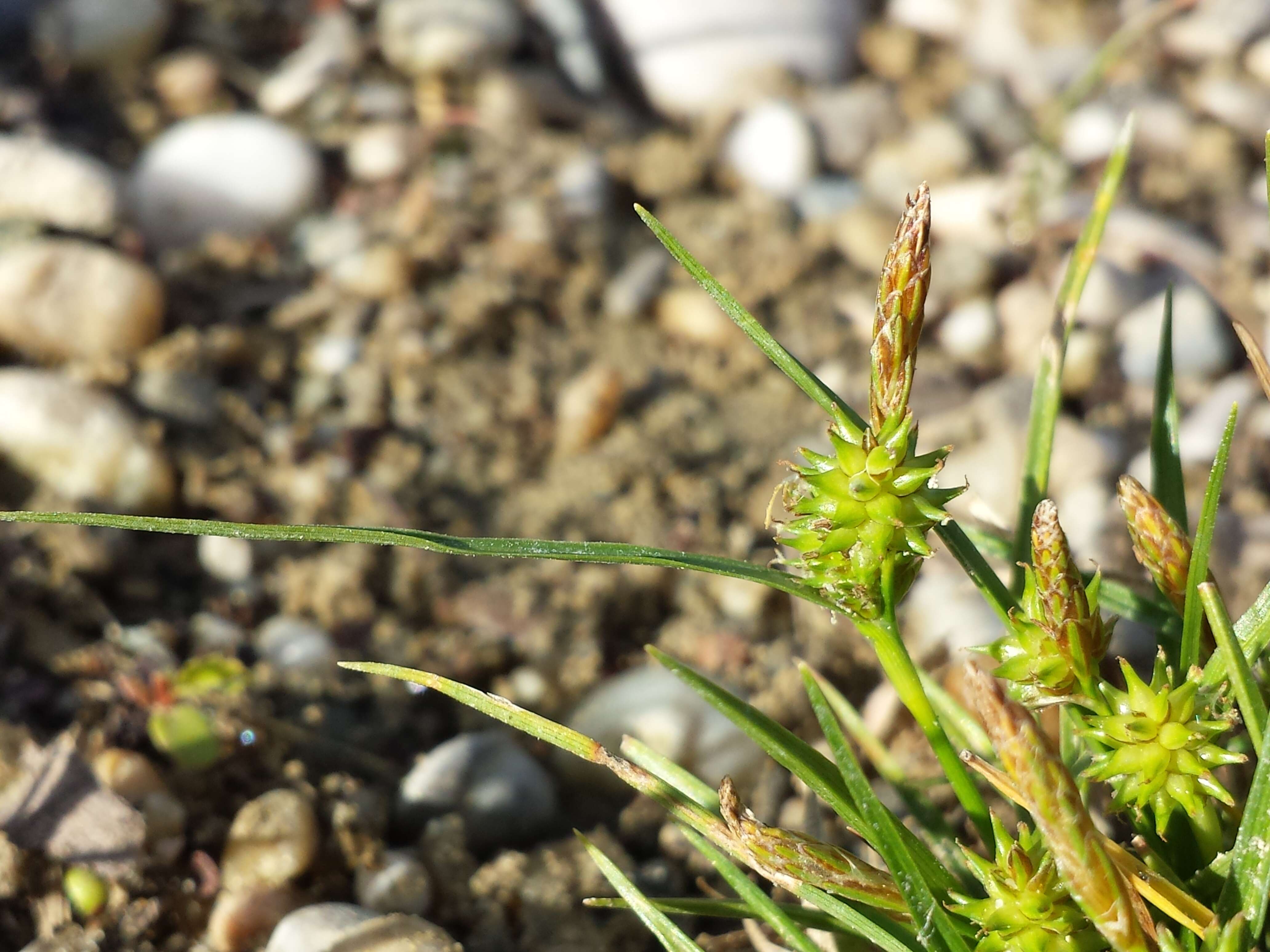 Image of Carex viridula