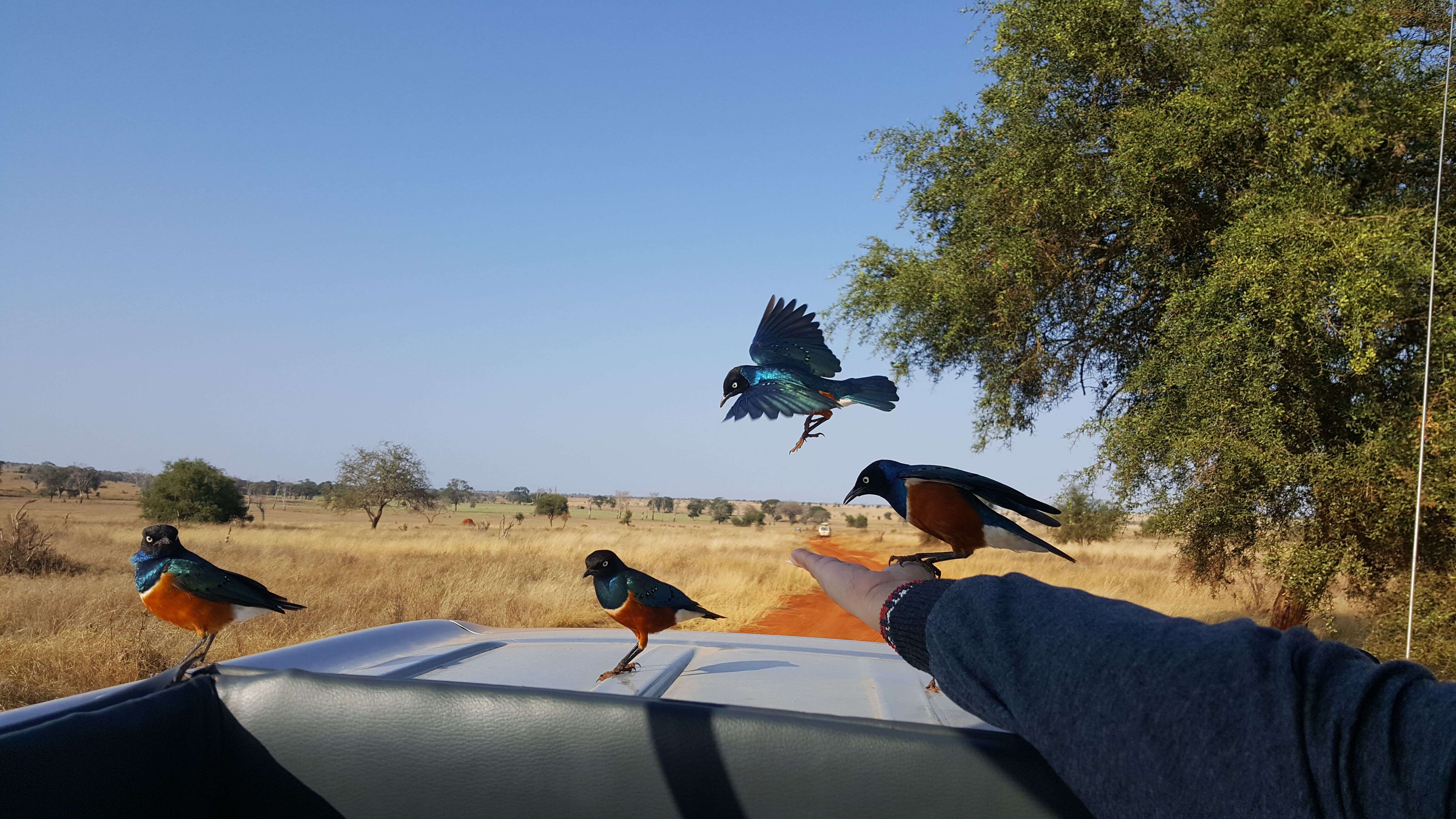 Image of Superb Starling