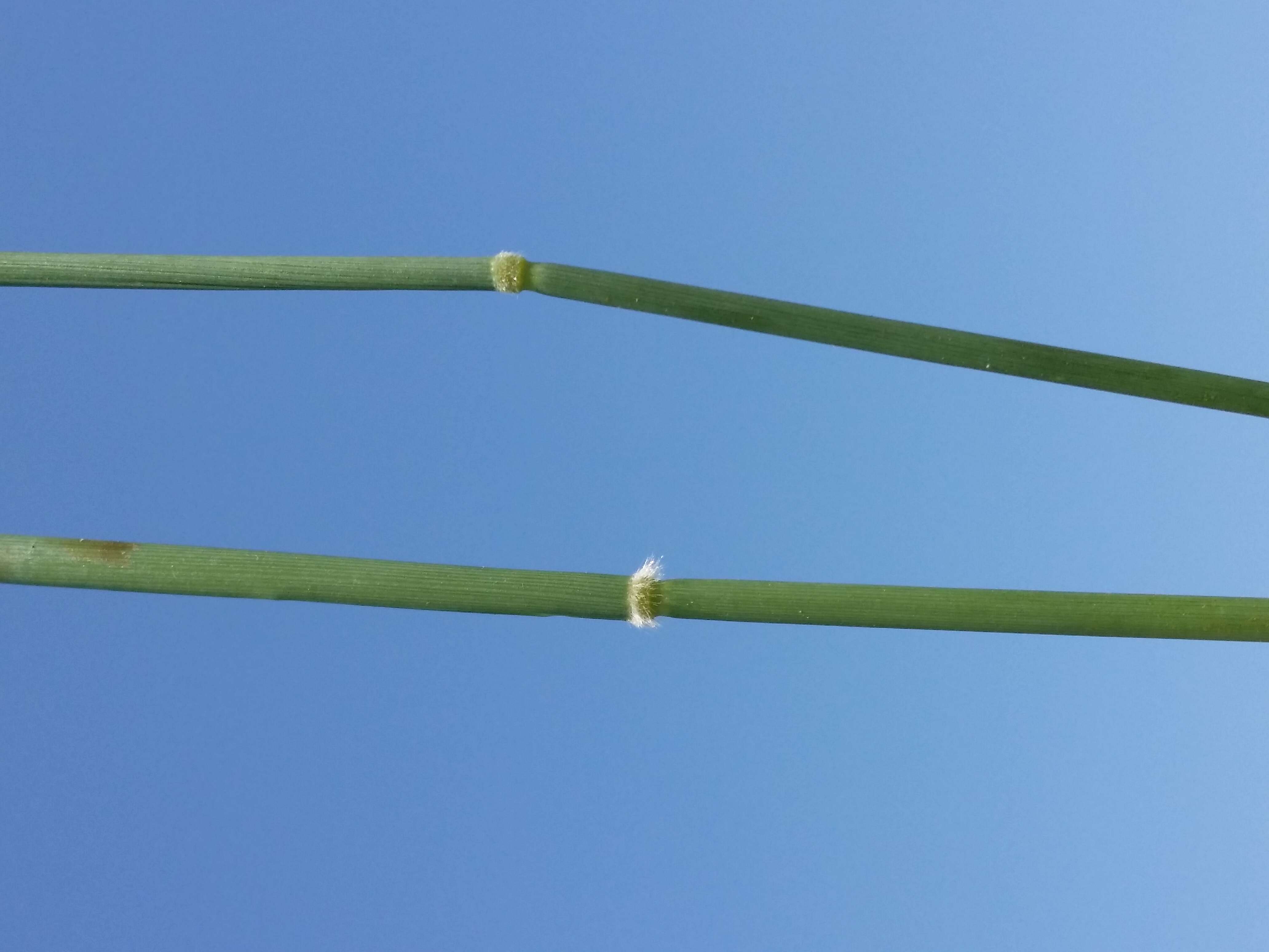 Image of Creeping Soft Grass