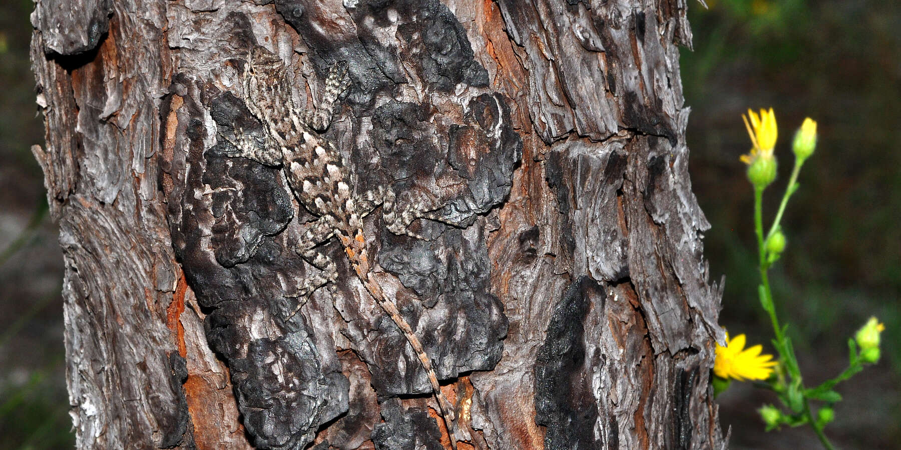 Image of Eastern Fence Lizard