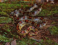 Image of Corn Snake