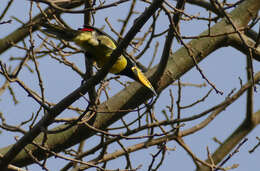 Image of Lettered Aracari