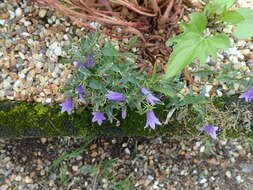 Campanula tommasiniana K. Koch resmi