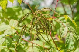 Image of Aruncus sylvester