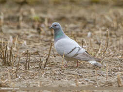 Image of Hill Pigeon