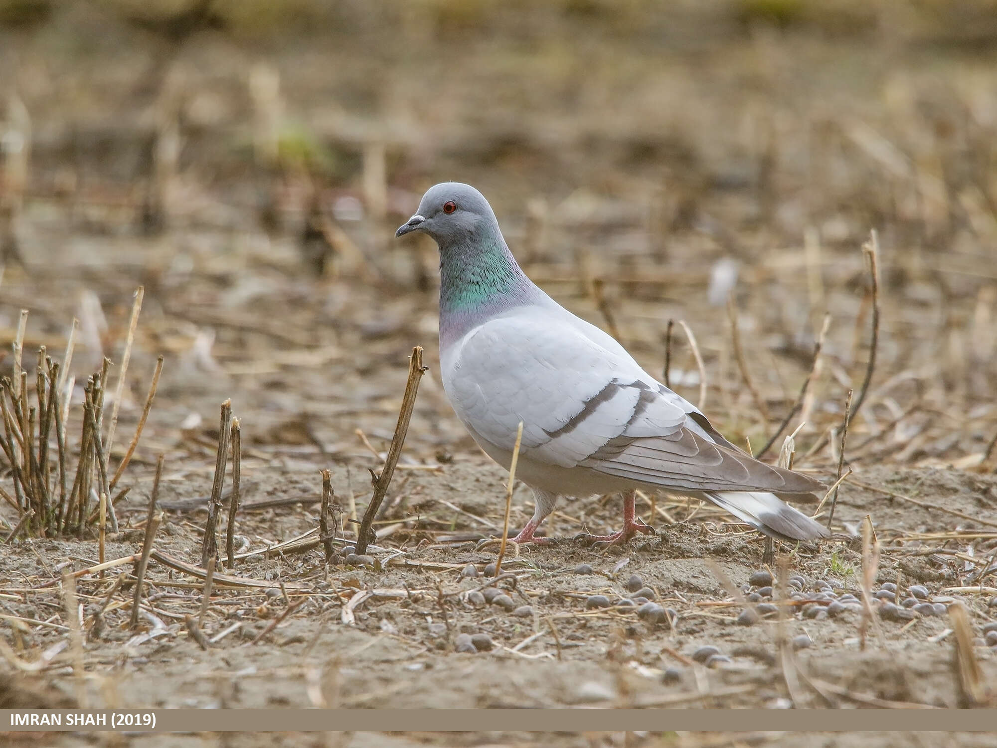 Image of Hill Pigeon