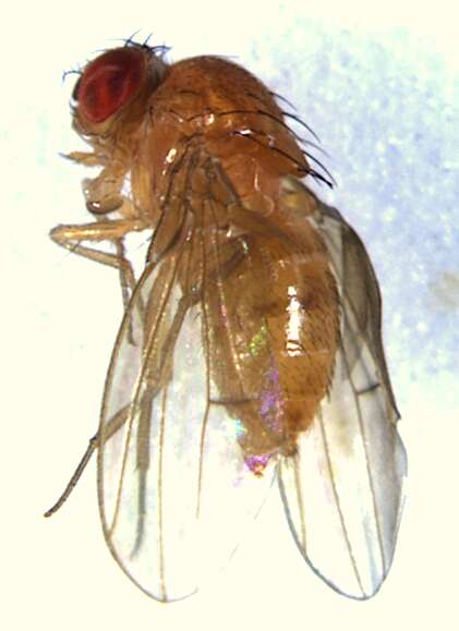 Imagem de Drosophila neotestacea Grimaldi, James & Jaenike 1992