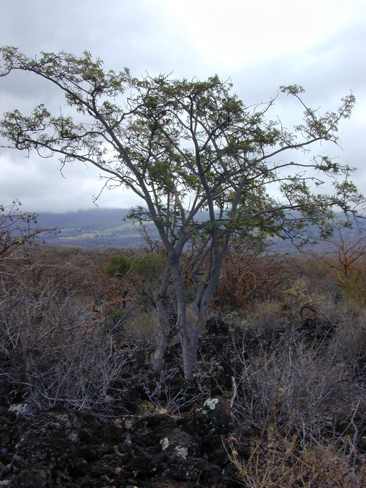 Image of Ekoko