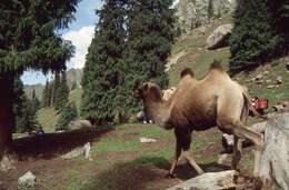 Image of Bactrian camel