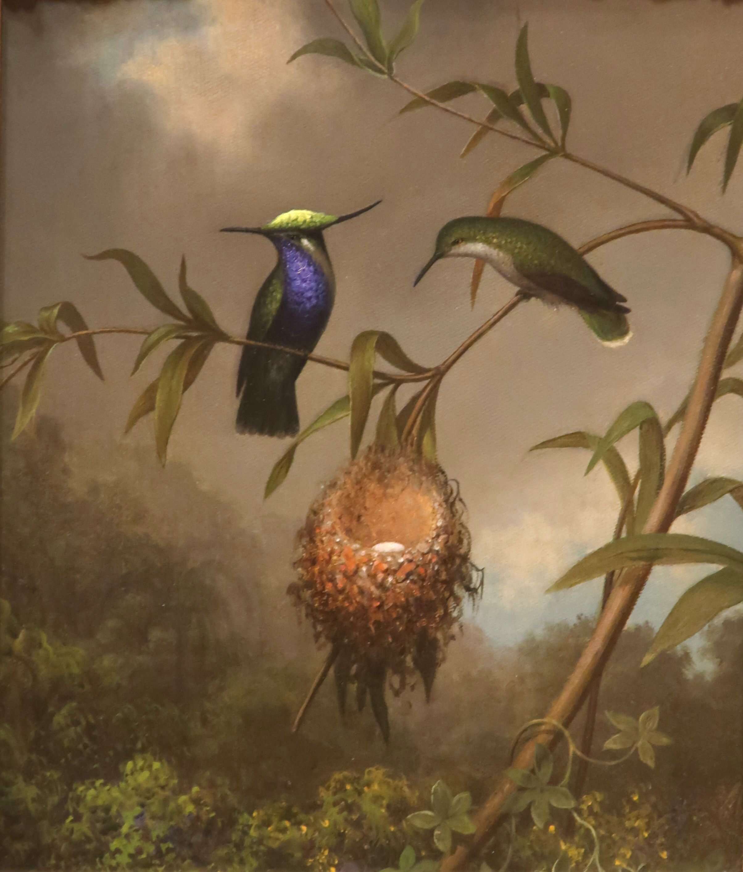 Image of Black-breasted Plovercrest