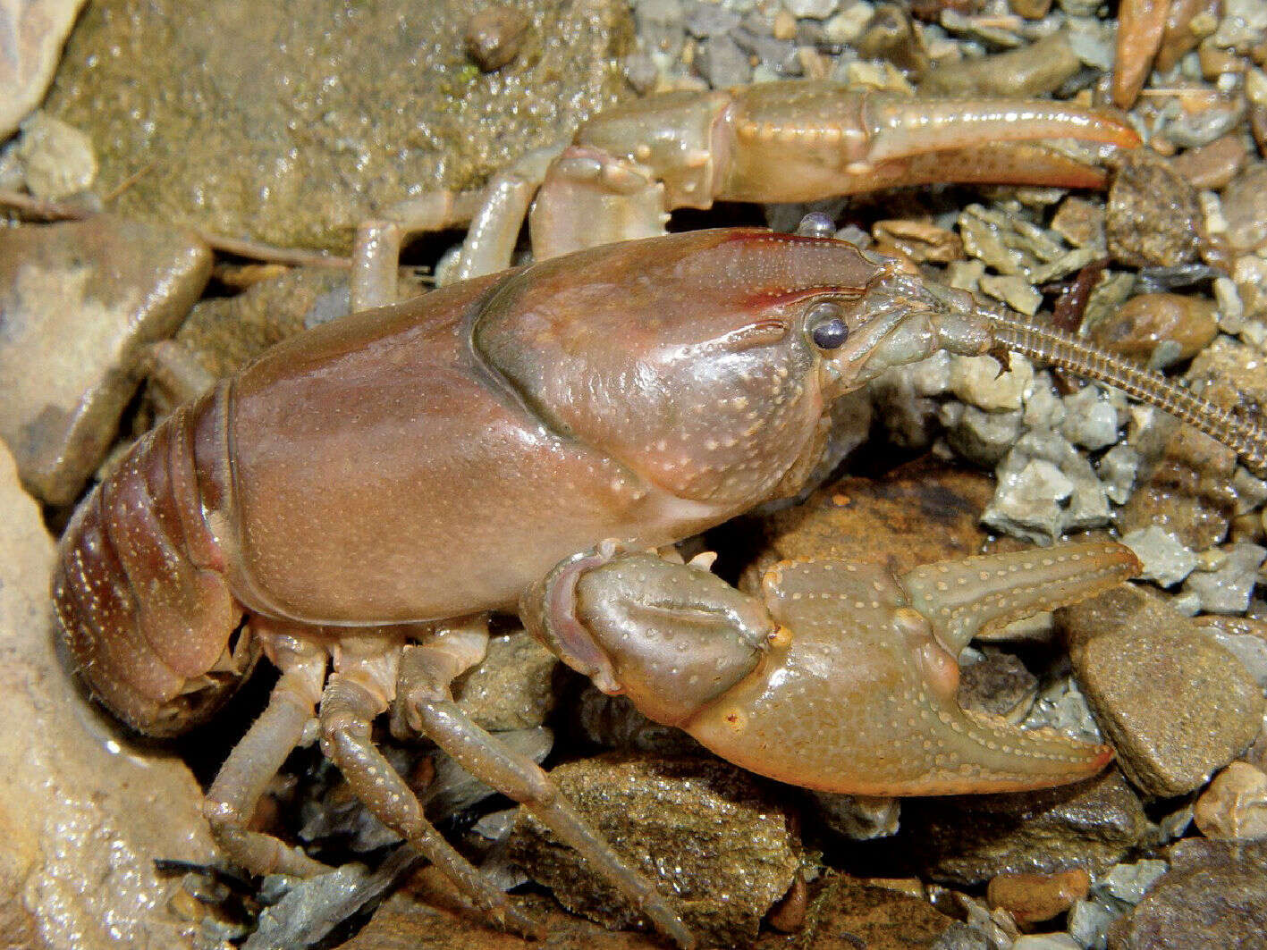 Image of Rock Crayfish