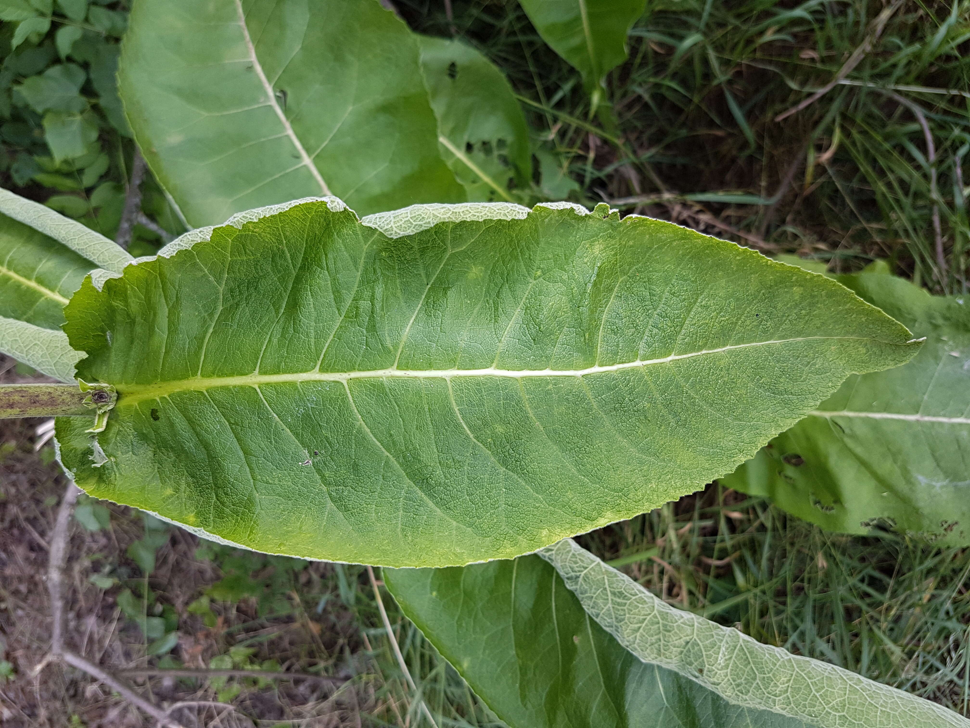 Inula helenium L. resmi