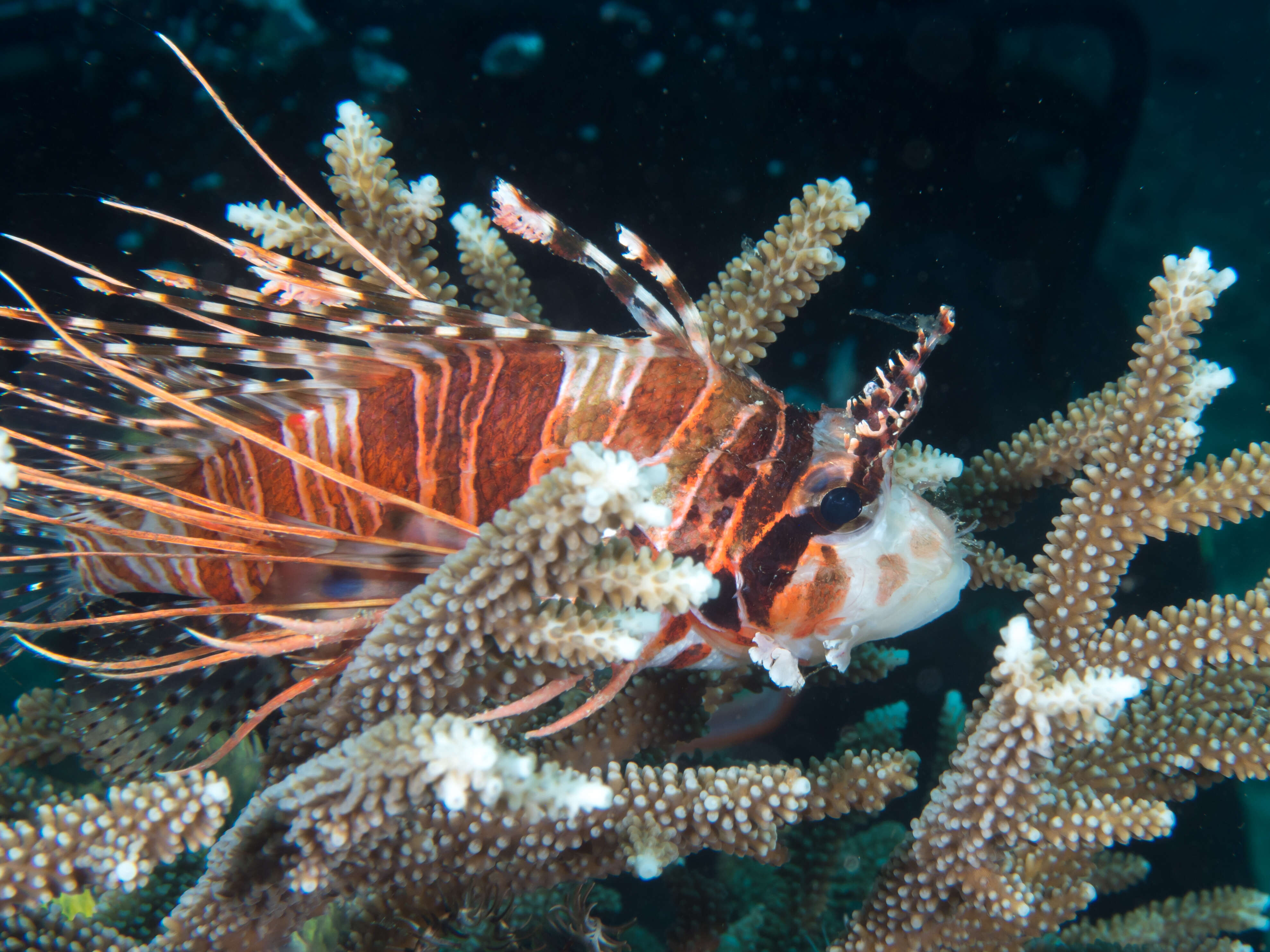 Image de poisson-scorpion à antennes