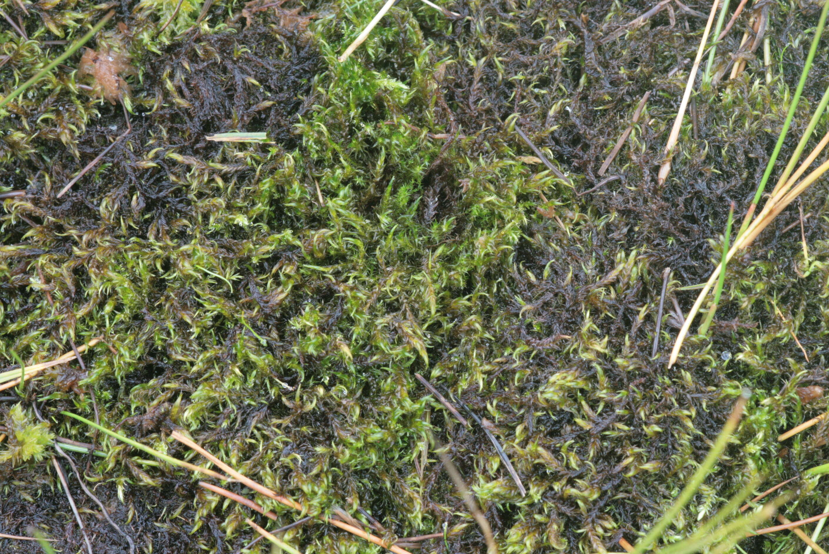 Image of floating hook-moss