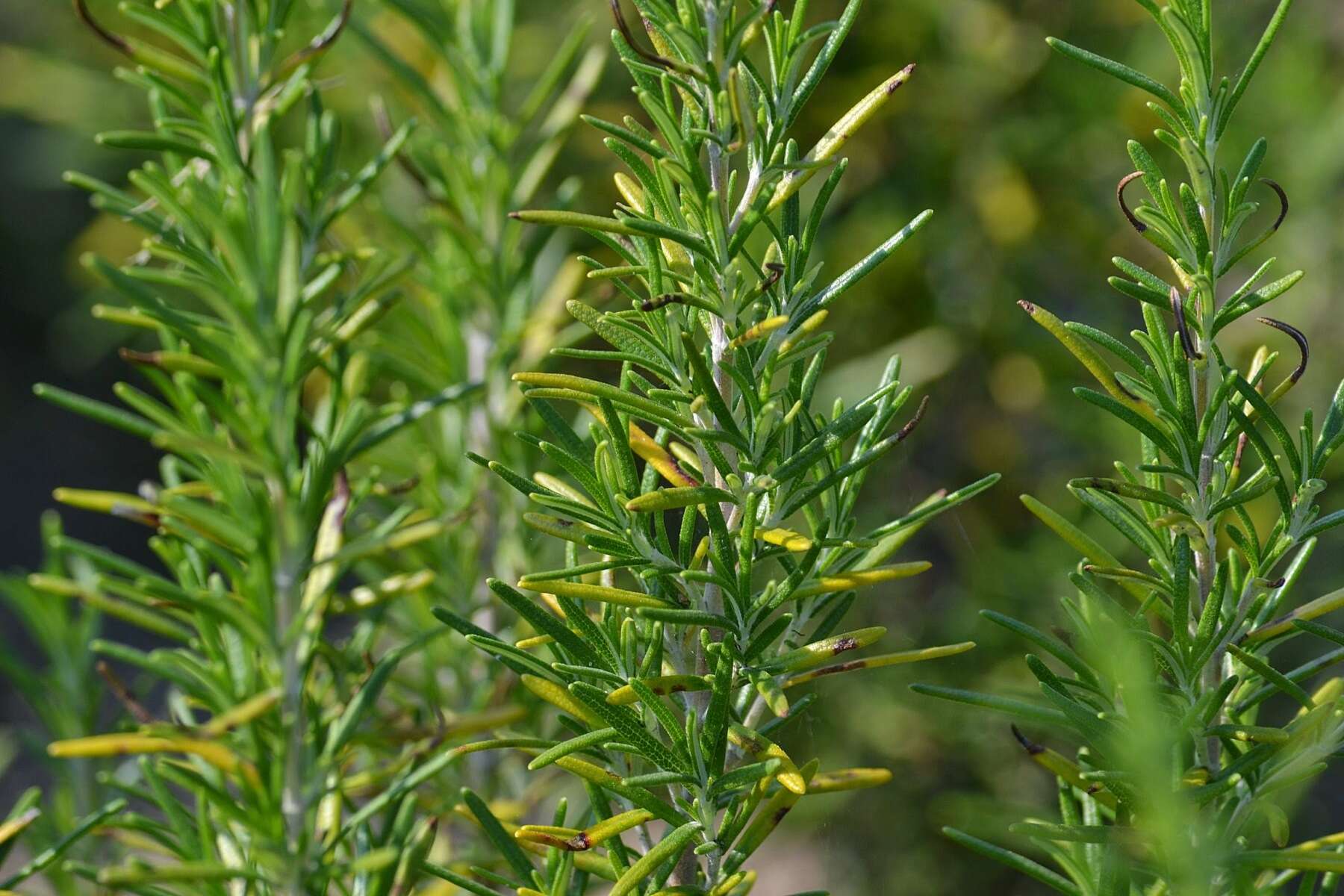 Image of Rosemary