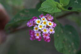 Image of lantana