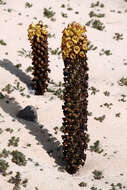 Image of Cistanche phelypaea