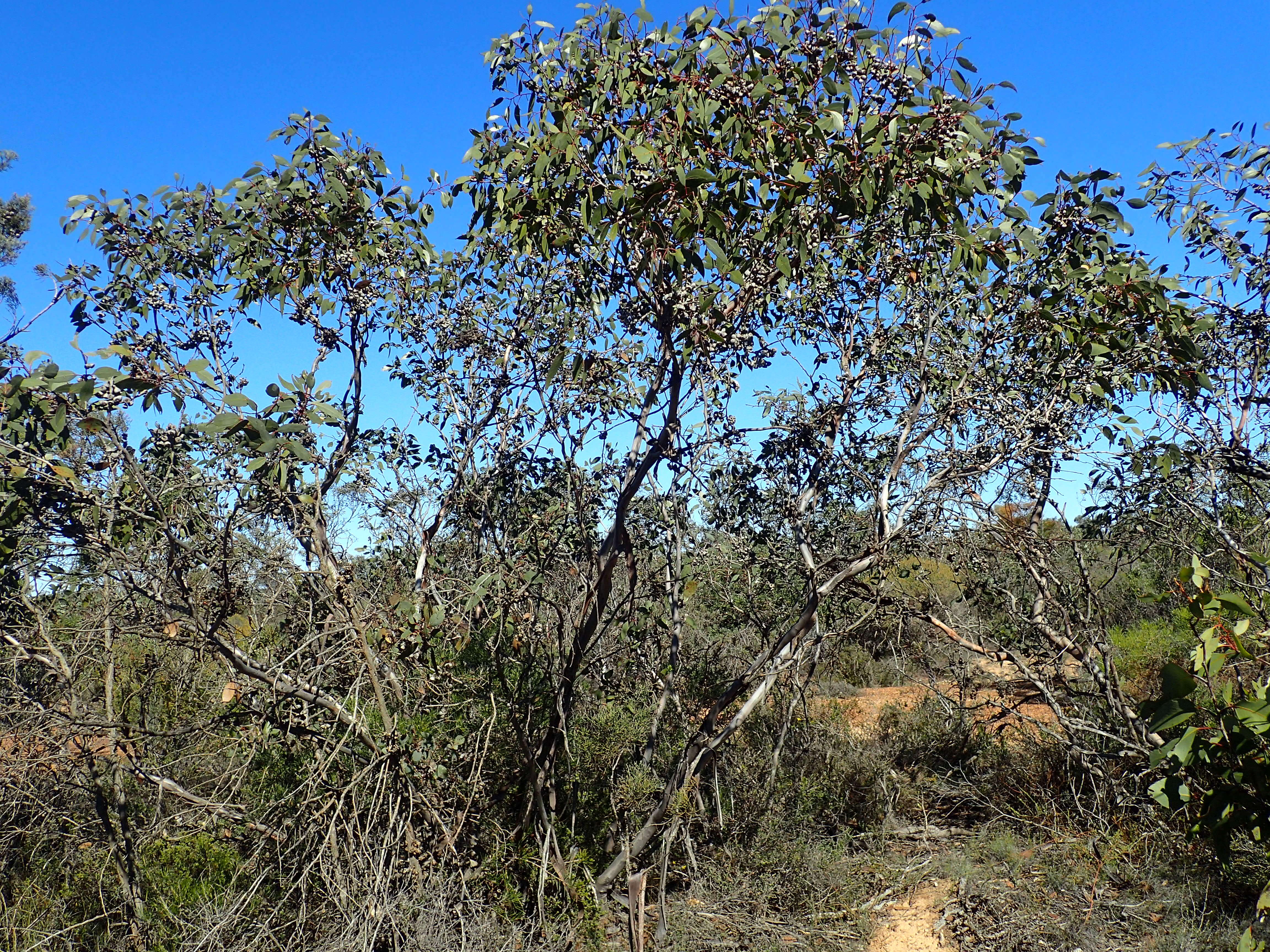 Image of Eucalyptus kessellii Maiden & Blakely