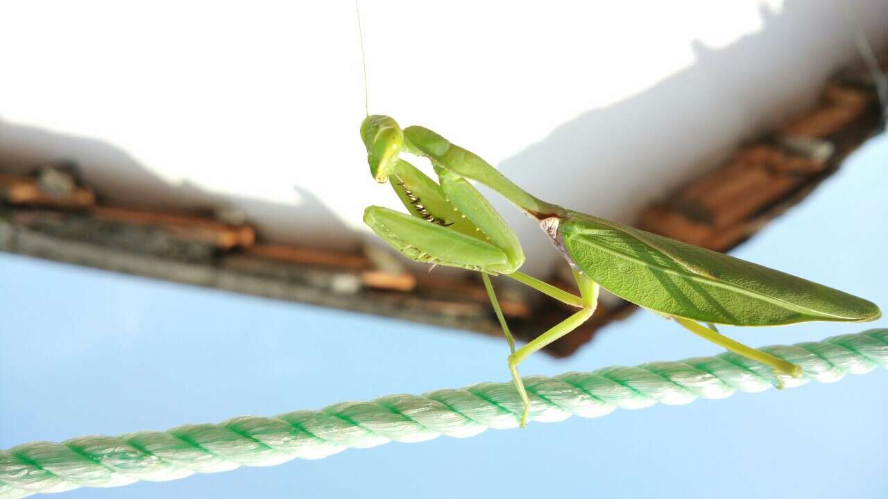 Image of giant Asian mantis