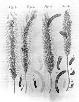 Image of Ergot