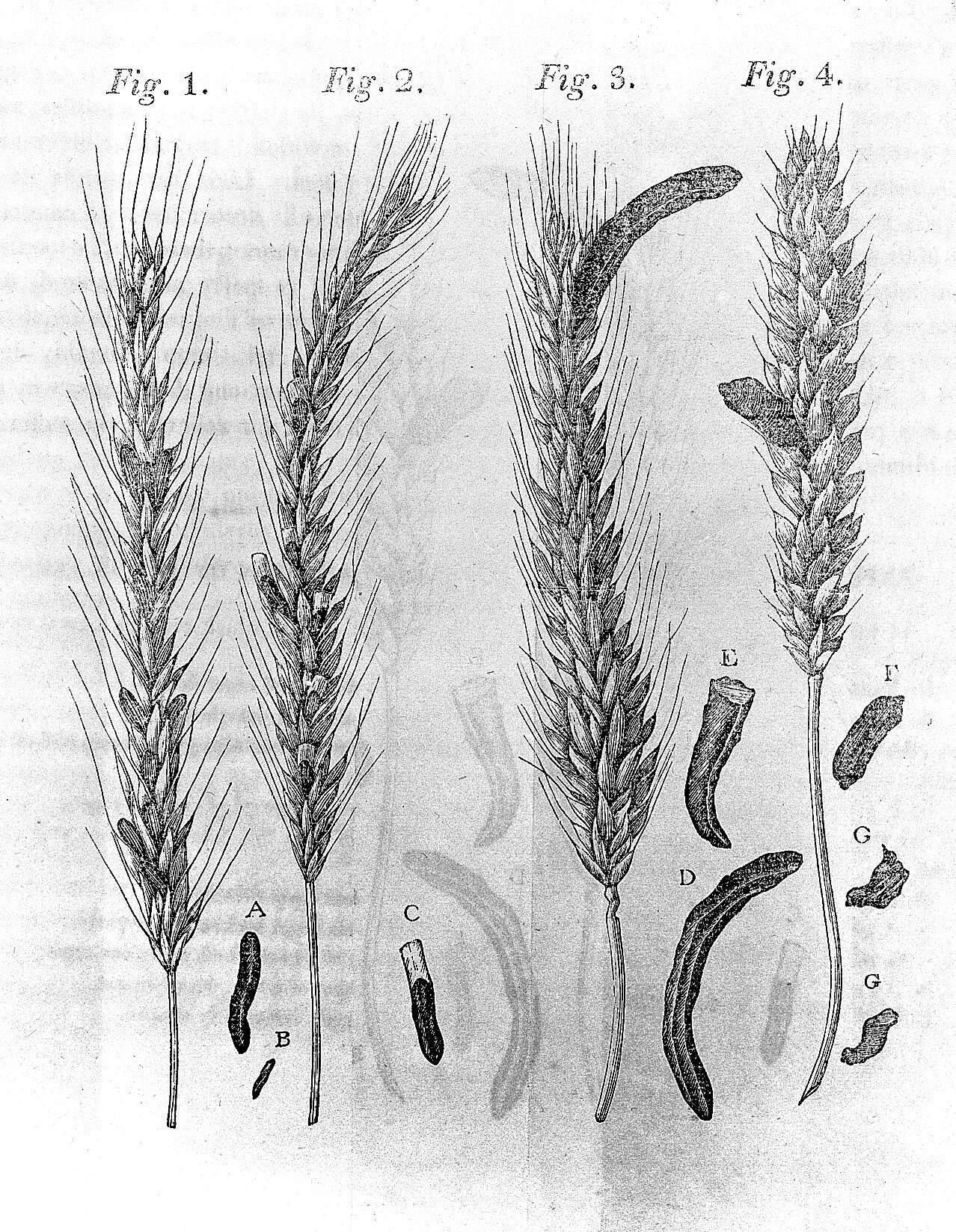 Image of Ergot