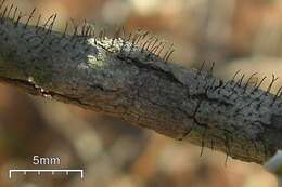 Image of gyalideopsis lichen