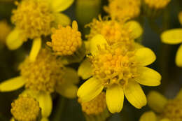 Image of lobeleaf groundsel