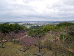 Imagem de Prunus campanulata Maxim.