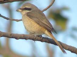 Image of Brown Shrike