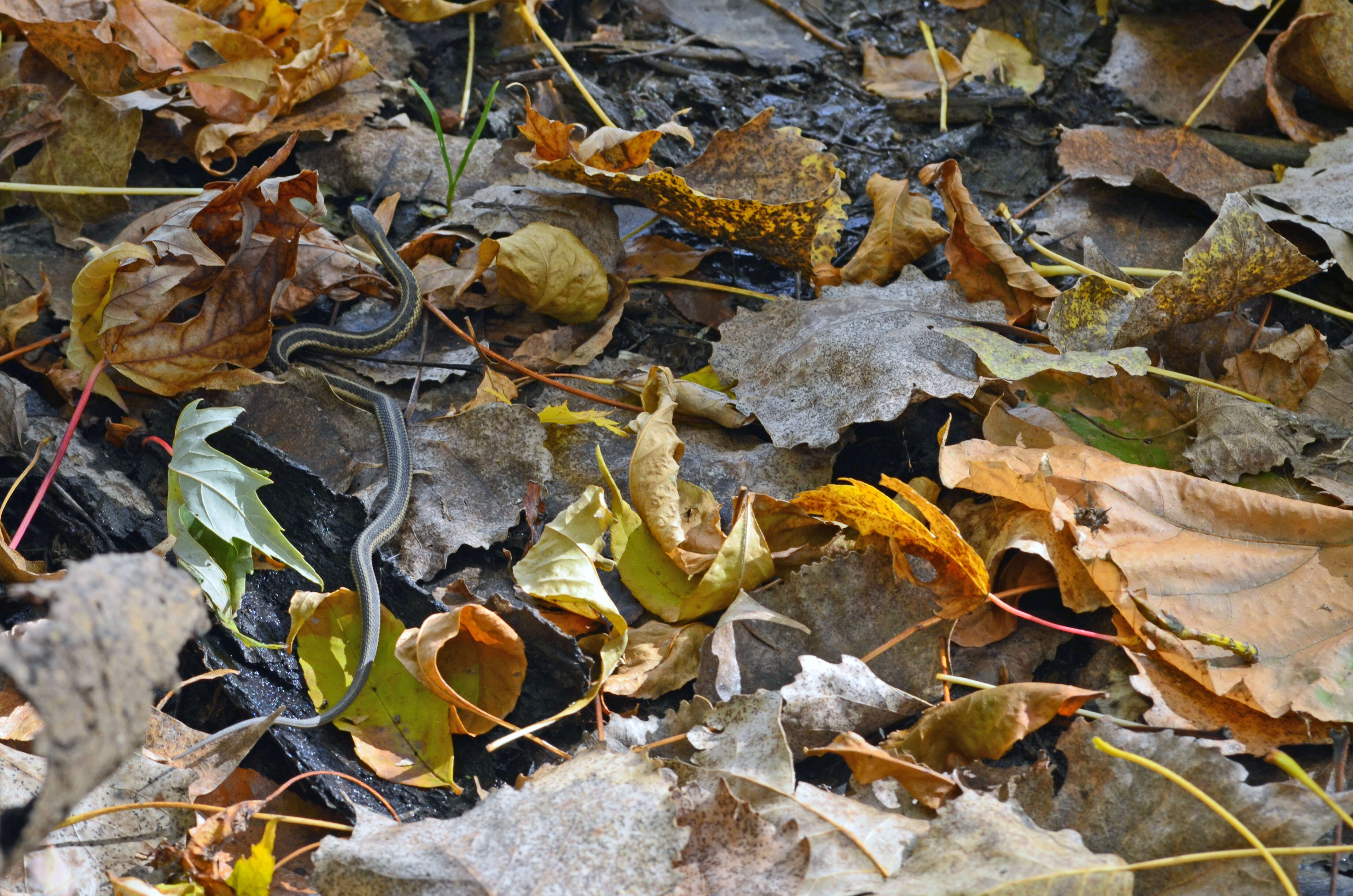 Image of Common Garter Snake