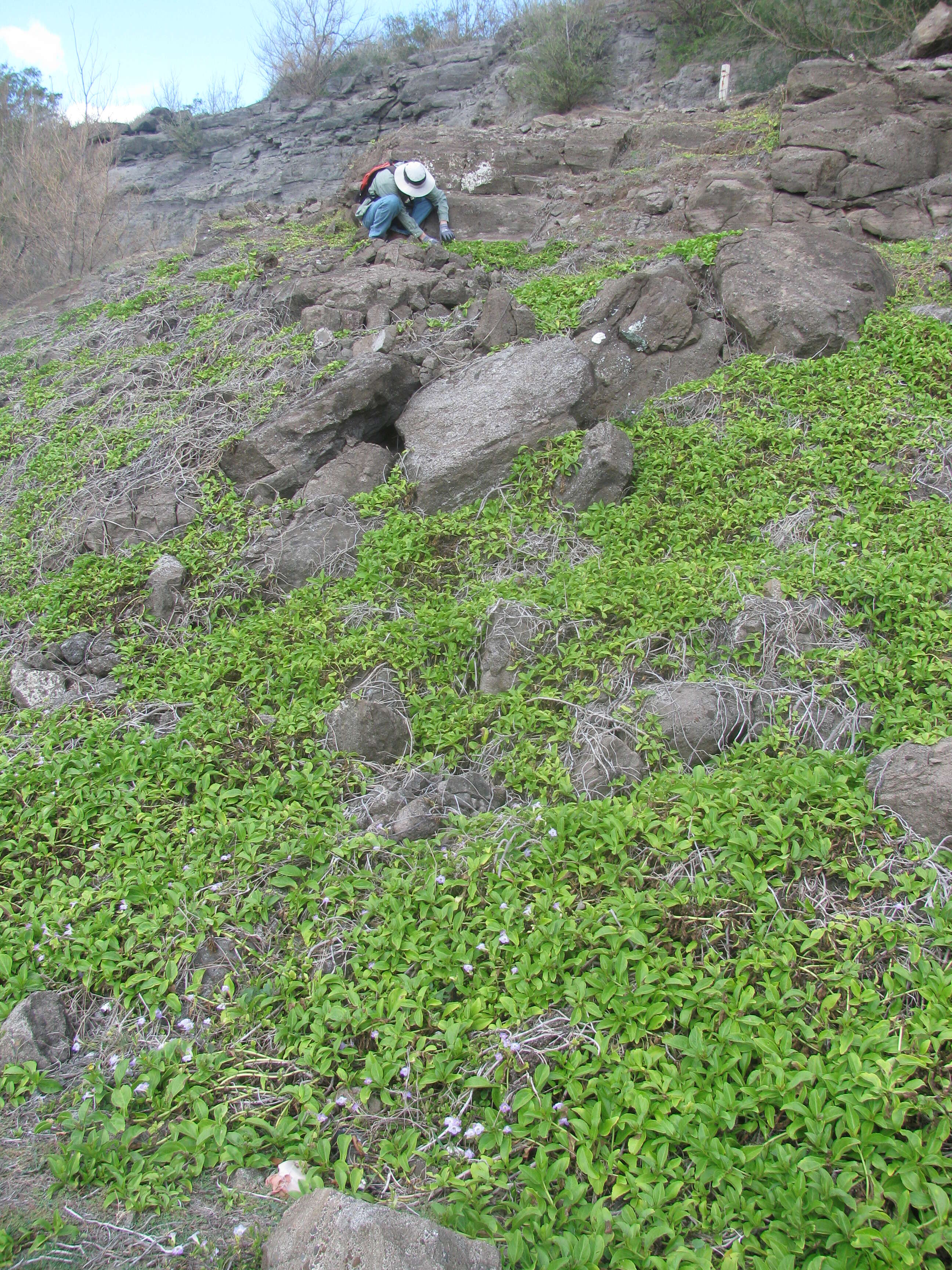 Image of seaside nehe